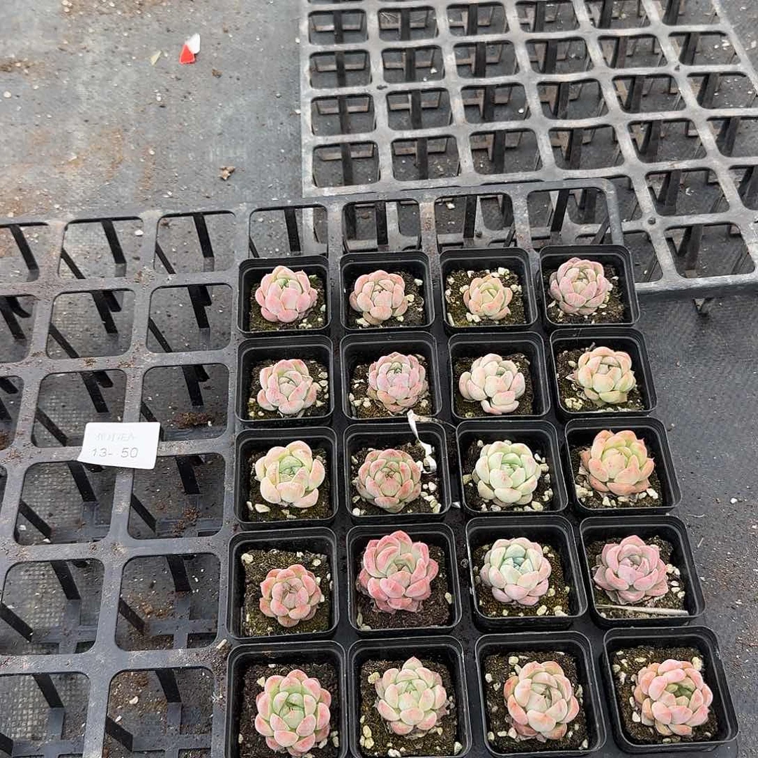 13-50多肉杂交二十颗量拍一四九珍妮左三