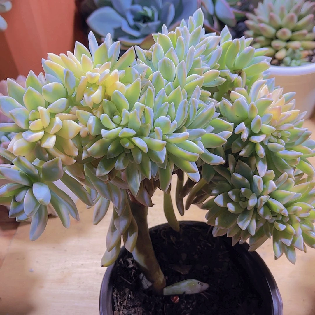 玛****?000000000000089