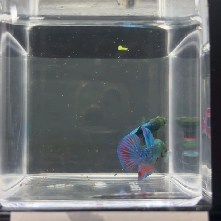 斗鱼绿魔2只一起编号049