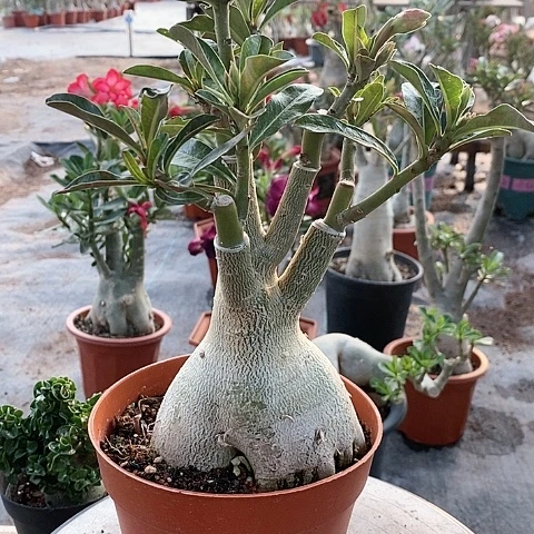 【闪购商品】太***人绿植