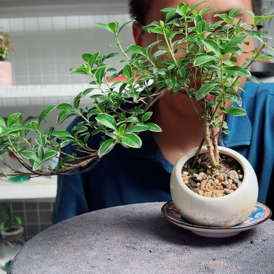 孤***狐无花朵 2