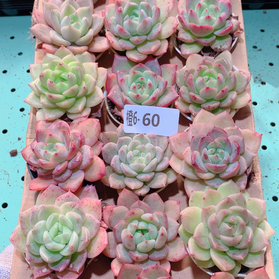 6-60一物一拍多肉带盆18颗