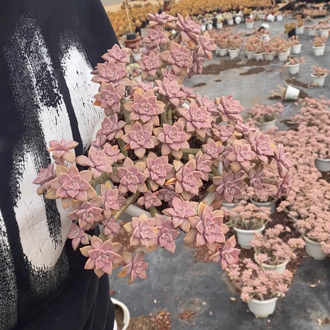 阿伦培整桩整群大盆