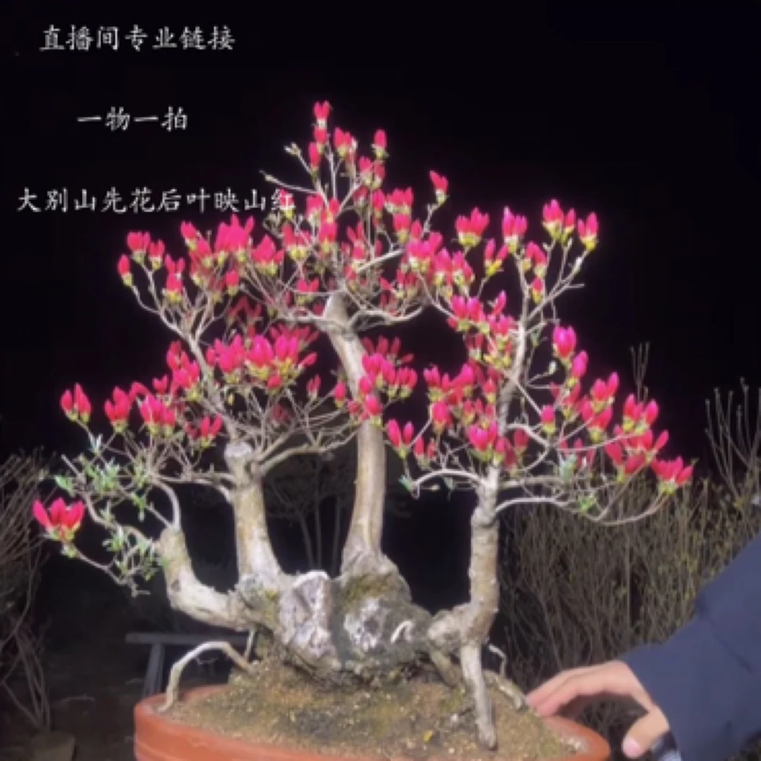 大别山映山红杜鹃