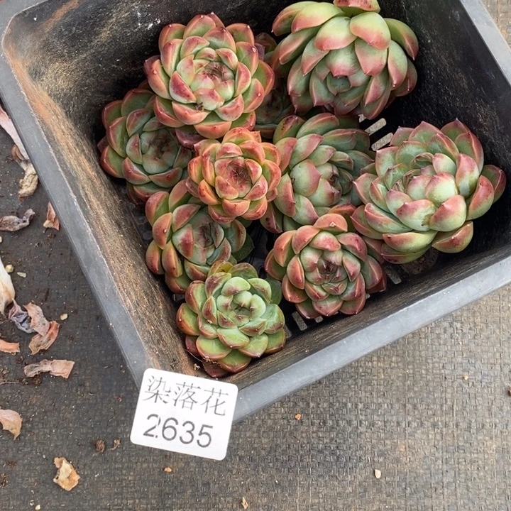 杨***好精品多肉植物2635全散