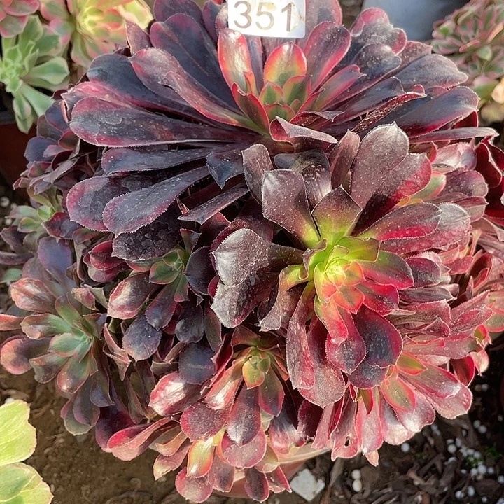 351蒙娜丽莎多肉植物