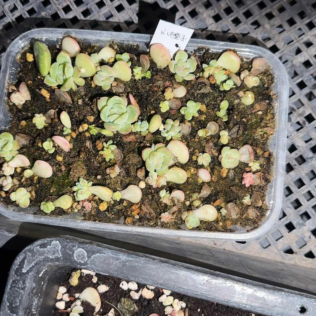 1号小橙子甜心切糕芝麻一盒满25包邮