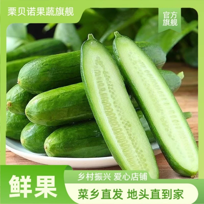 栗贝诺新鲜山东蔬菜水果黄瓜生吃脆新鲜青瓜当季无刺小黄瓜现摘