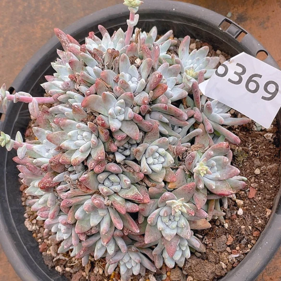 【闪购商品】白姆白姆