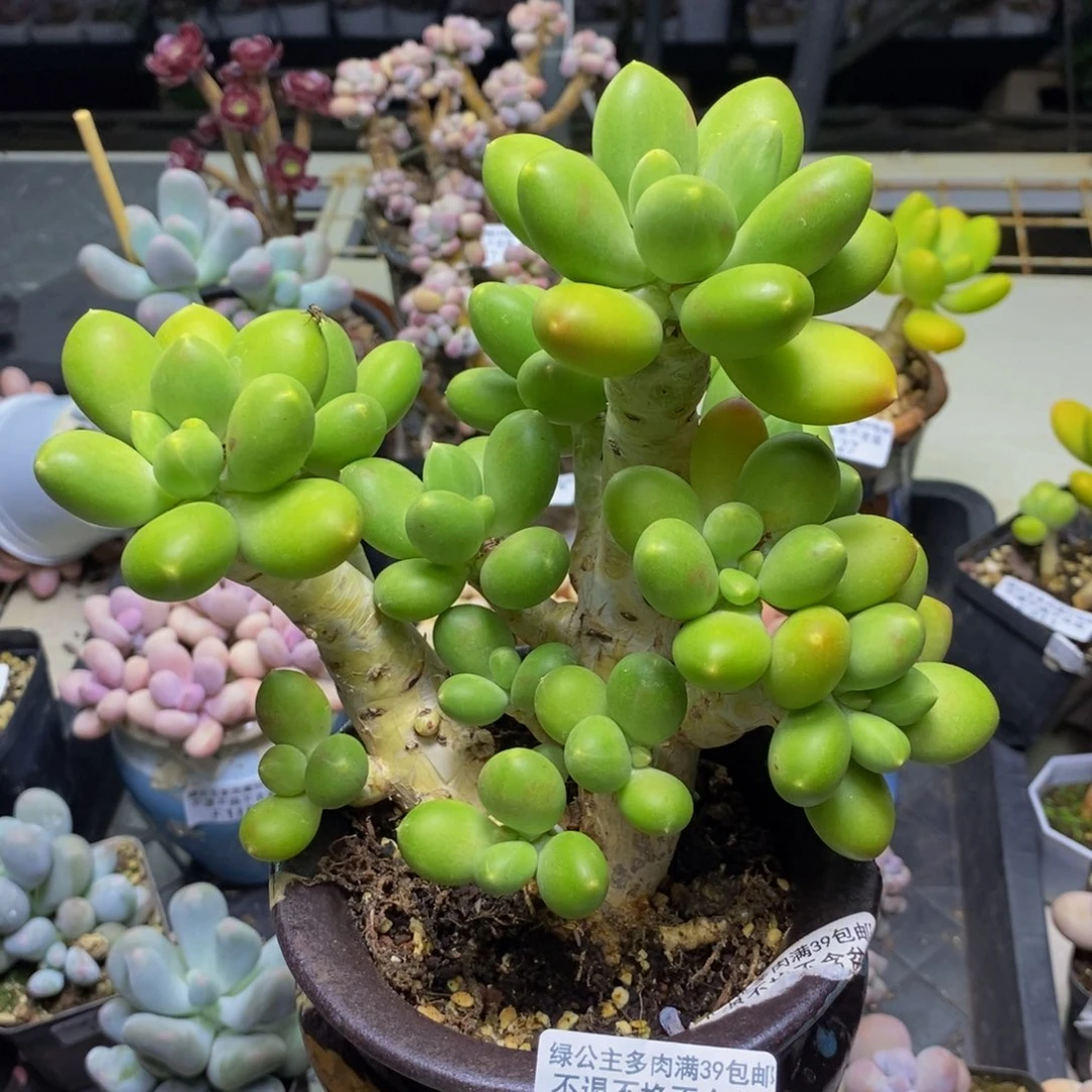 235金蟾芒果奶多肉15c m