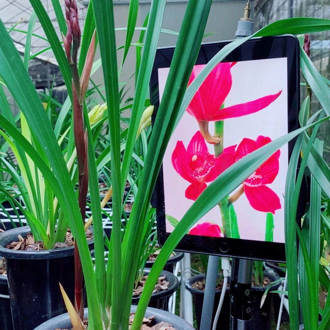 大部分花苞少量开放