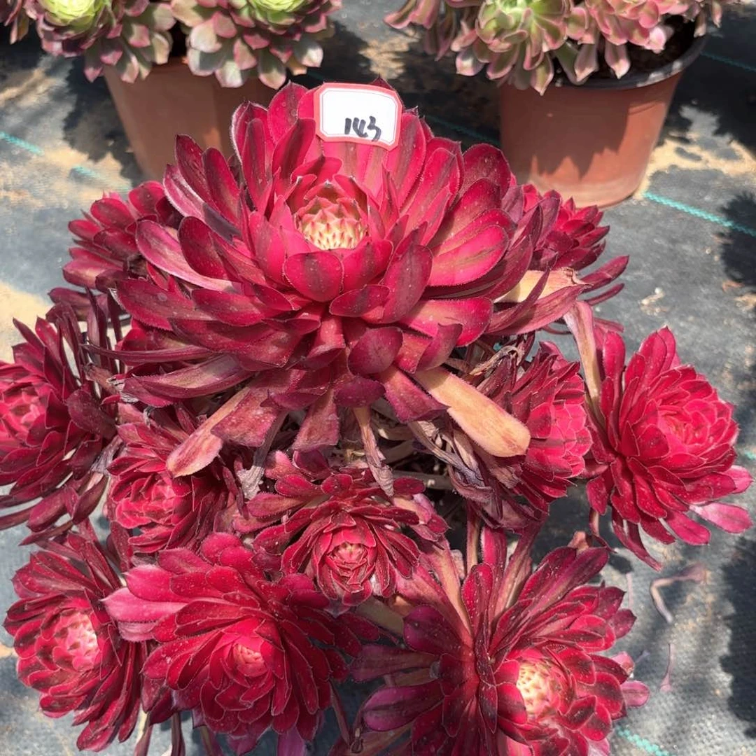 143白月光多肉植物