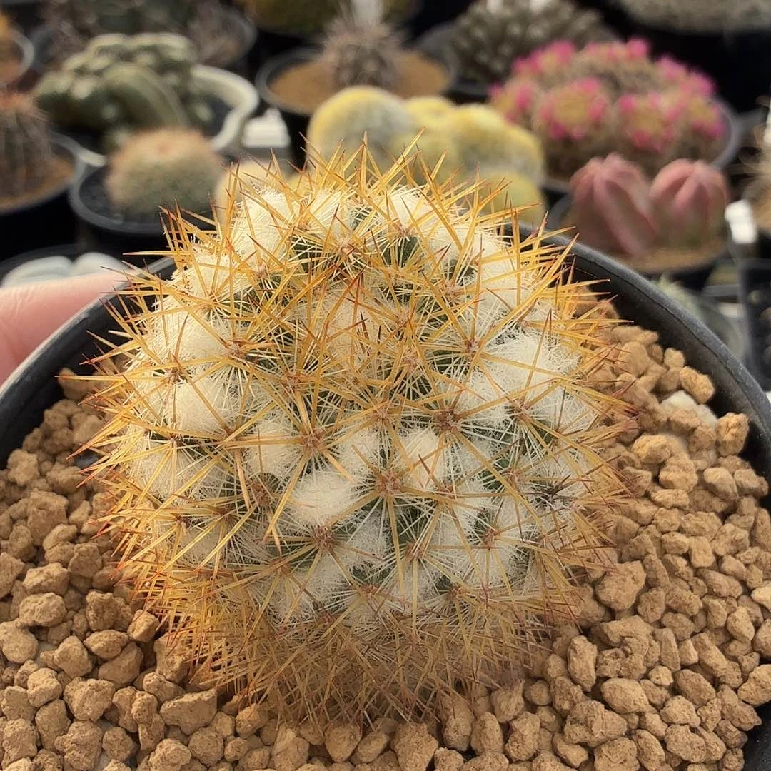 实生昆仑丸脱土发货