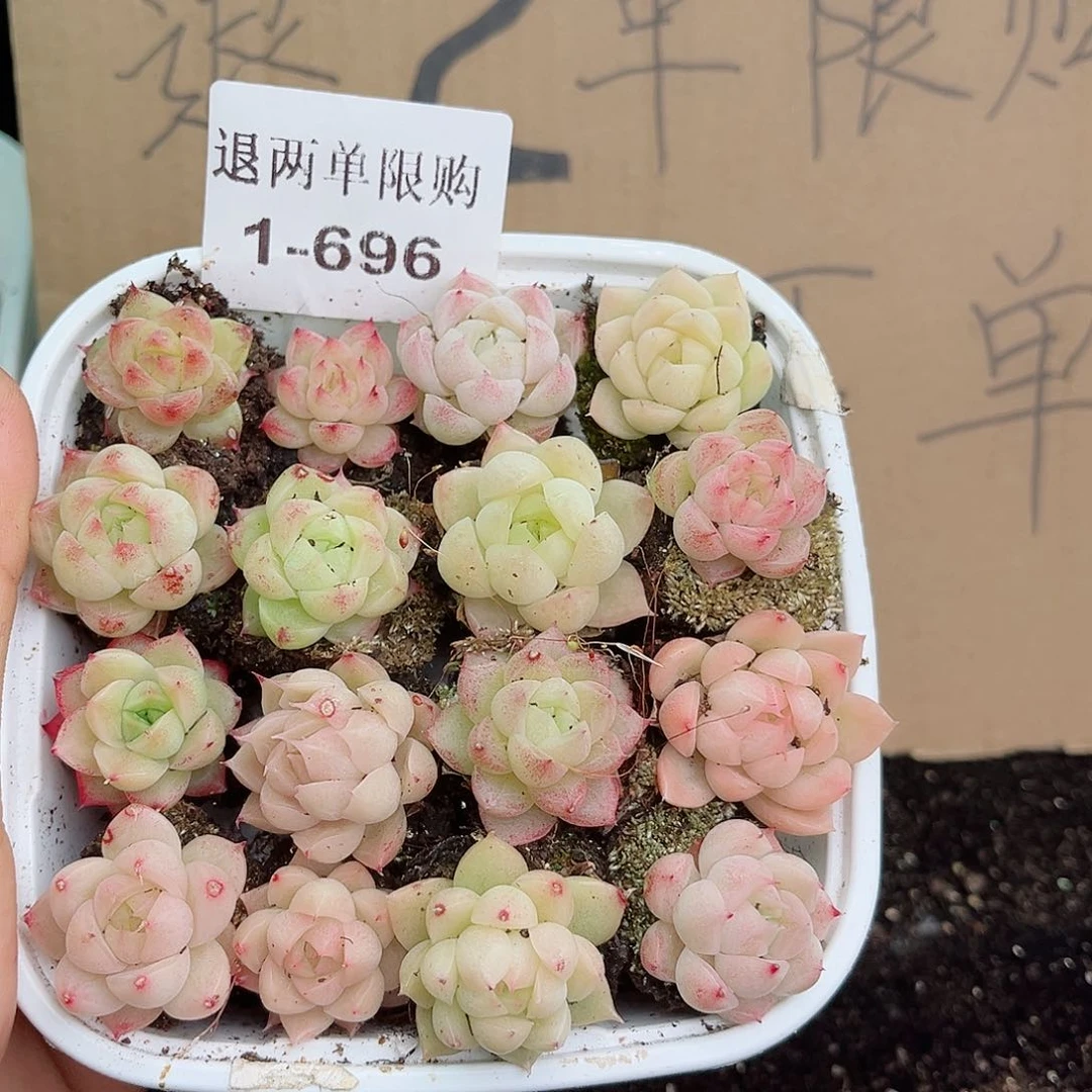 1-696 新疆西藏内蒙不发12.8包邮2-3公分多肉