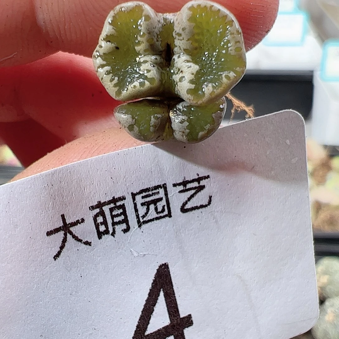 00004 一物一拍……