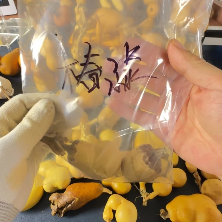 椿***淼绒面是经常参加恐惧和健康就会给哥哥