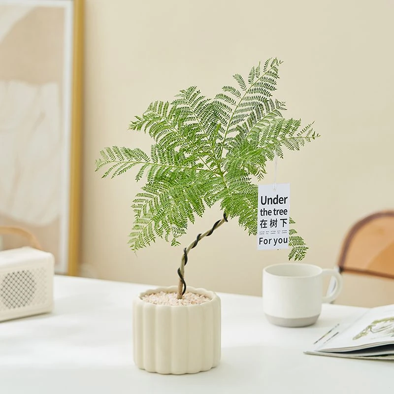 蓝花楹盆栽好养绿植室内办公室阳台桌面花卉造型盆景网红款植物