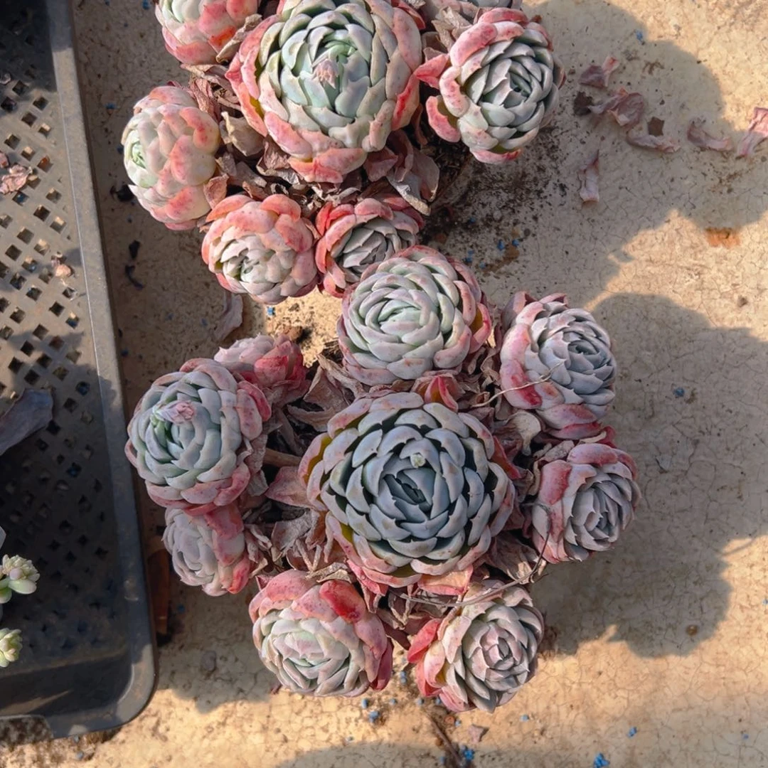 ℡****↝贝瑞2颗，满18包邮