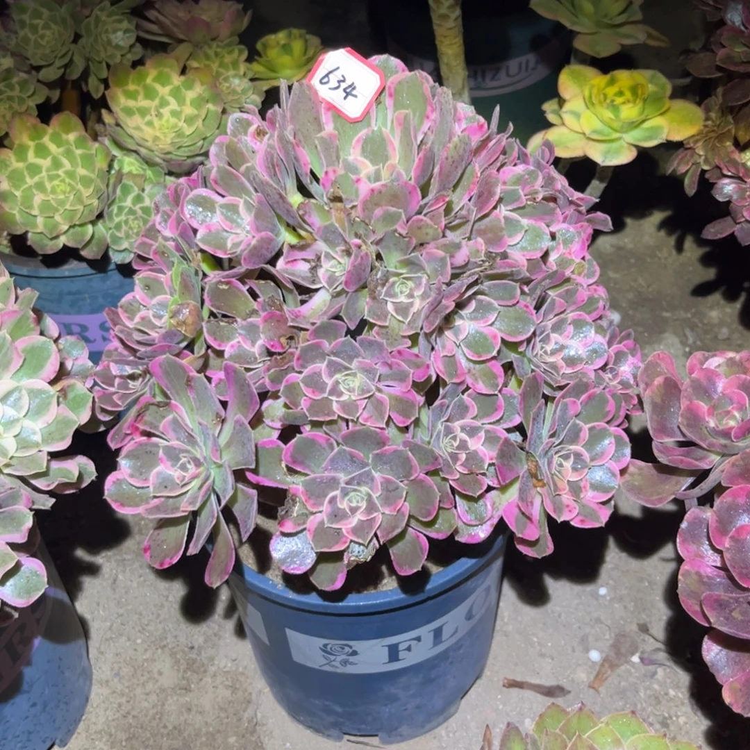 634多肉植物皇后法师