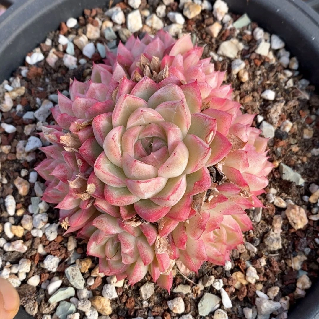 精品多肉一物一拍215