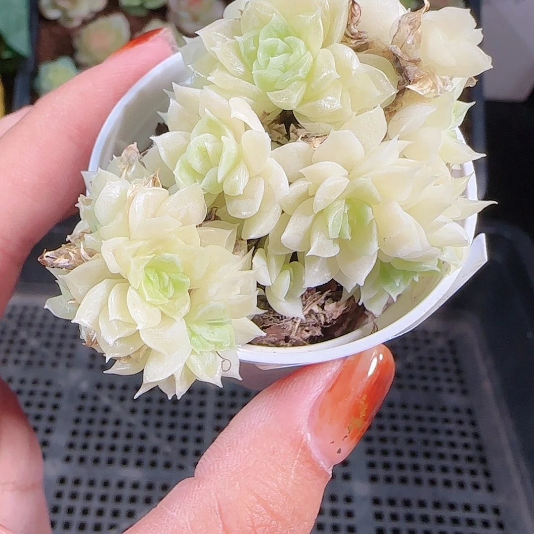 1010–-78麦秆优选不包整