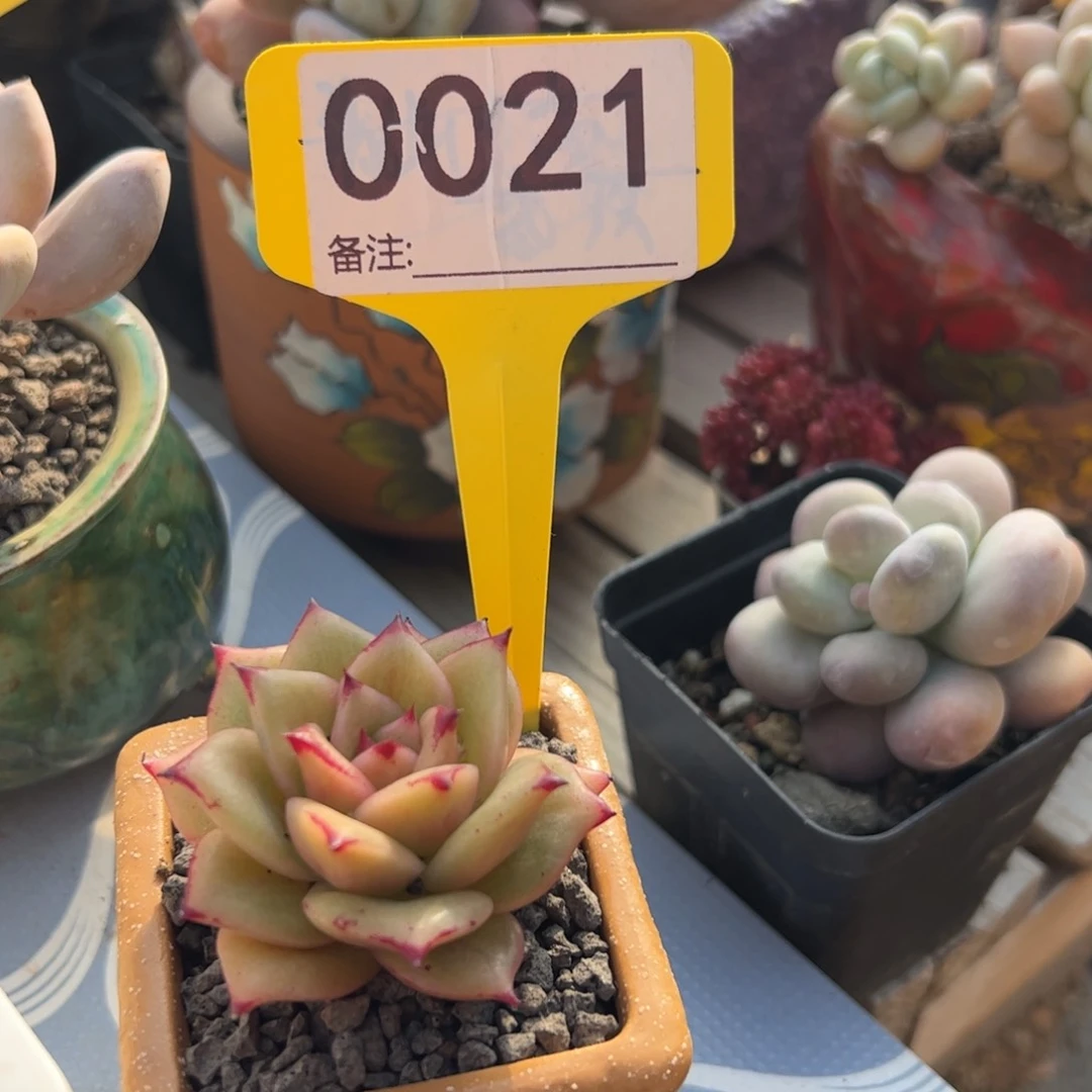 带盆子发货蔷薇锦一颗