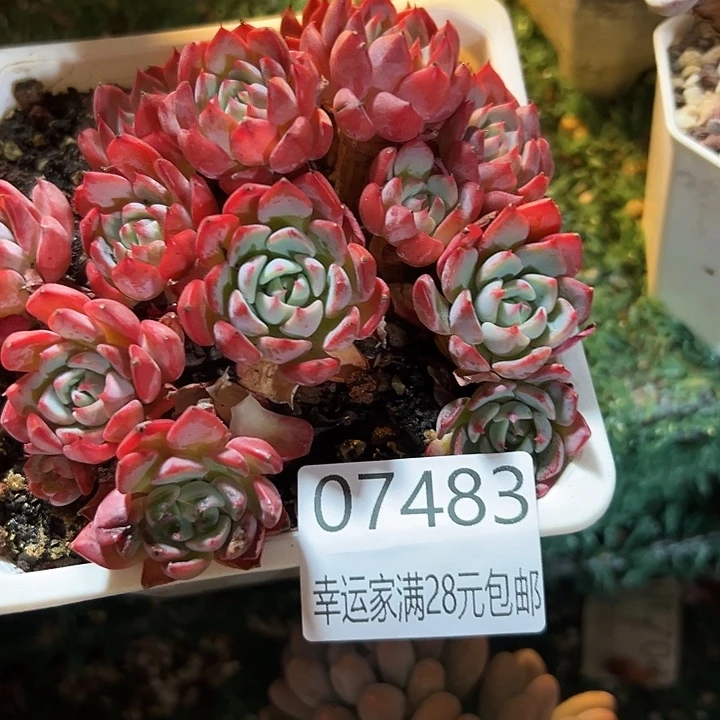 幸运的是我还没遇到幸运