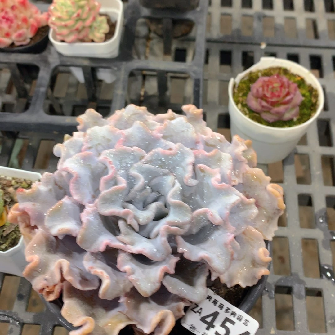 肉萌萌拇指盆精控多肉ZA454