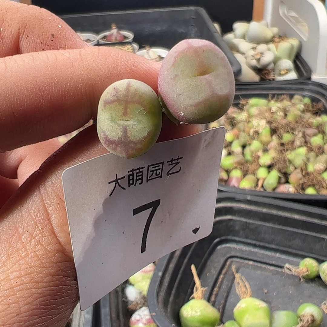 一物一拍。      7