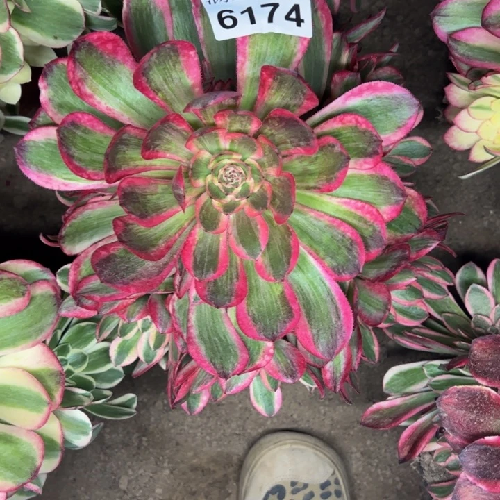 6174南孔雀翎多肉植物