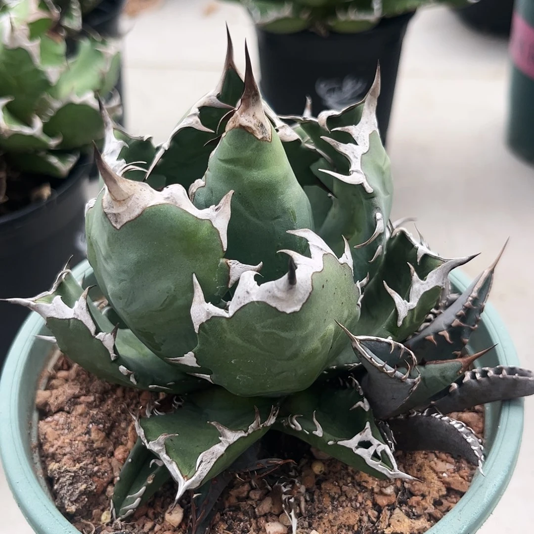 潮流植物狂击姬仁，