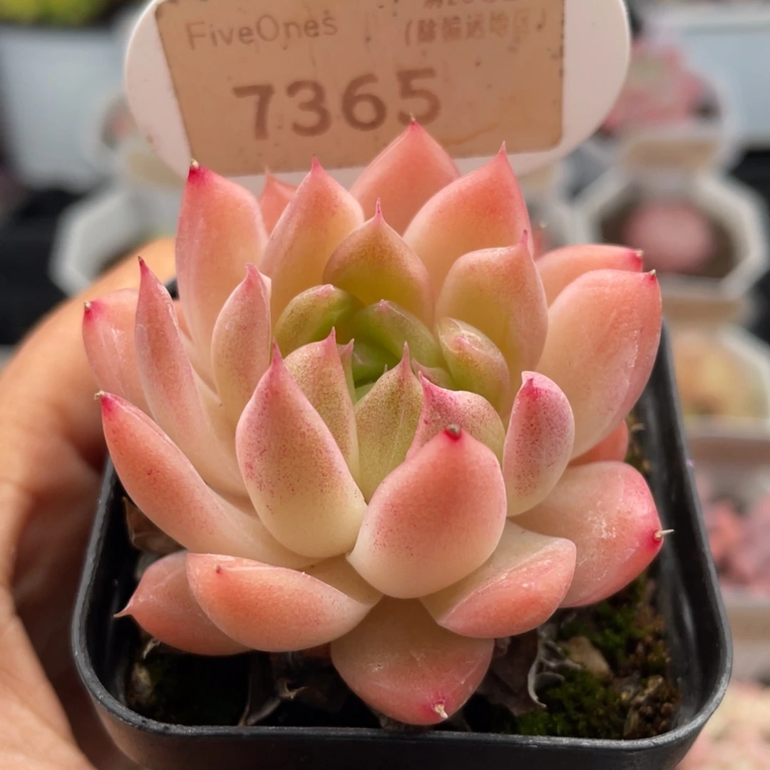 粉麦秆7365-5.0厘米