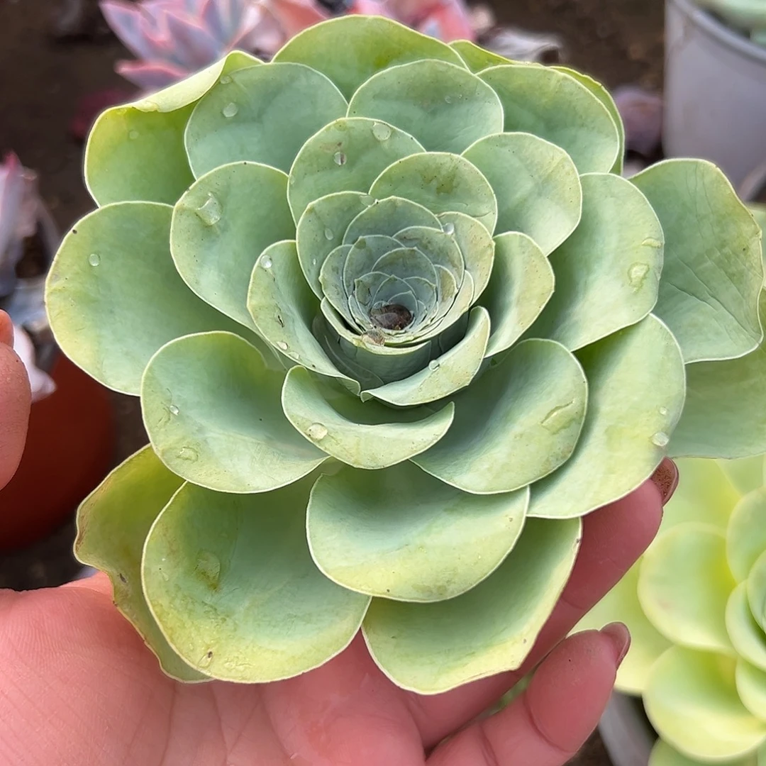 多肉植物酒杯玫瑰