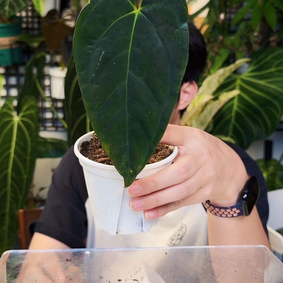 不开花植物E141黑paip
