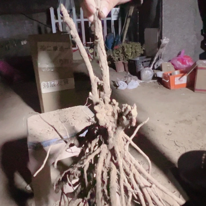 当前无花栽培后可以开花岛津