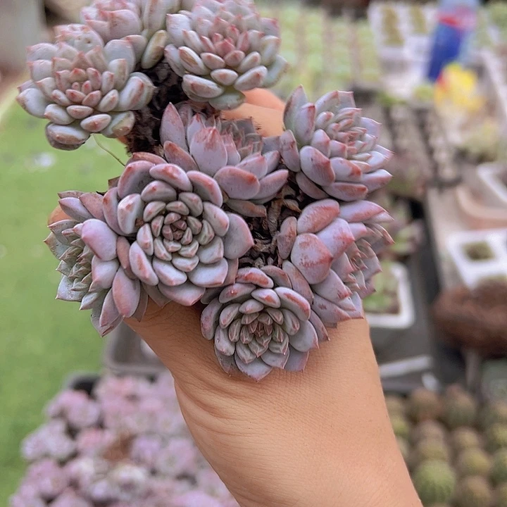 穴盘星星橙群3颗多肉