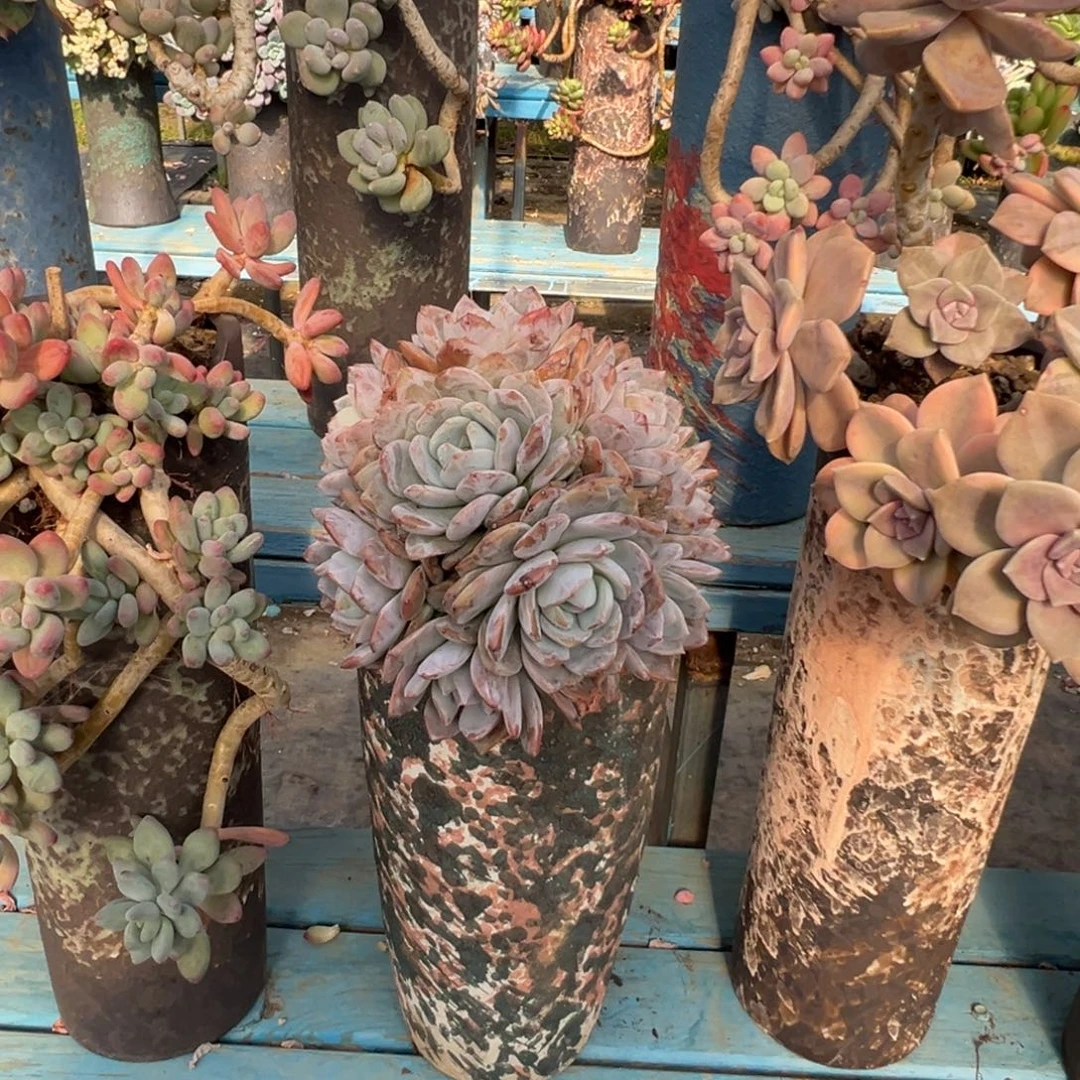 精品橙梦露多头 裸肉