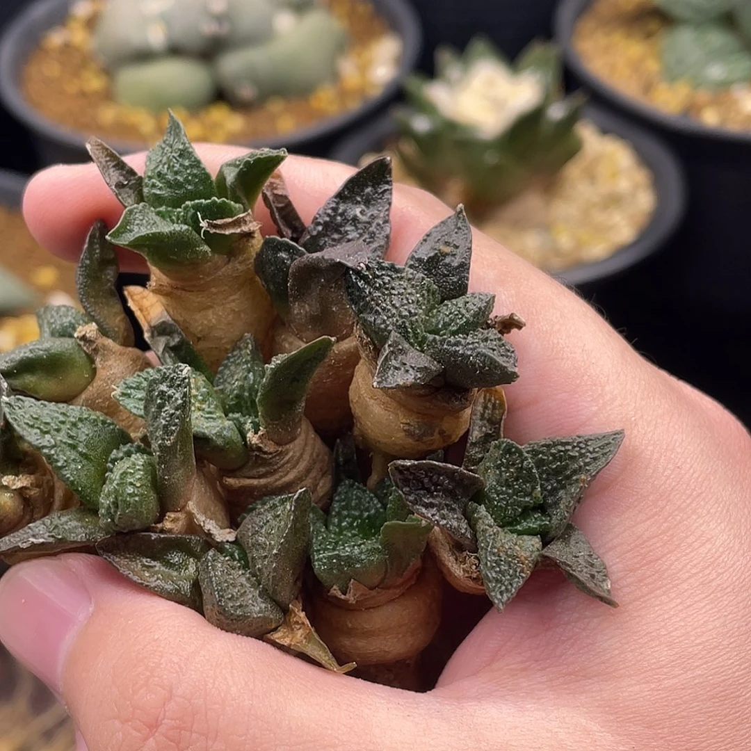 菜花龟甲牡丹苗一一一