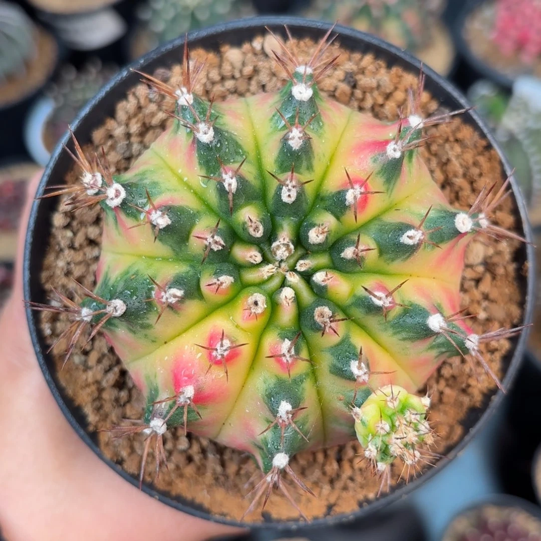 泰系米哈仙人球母本123