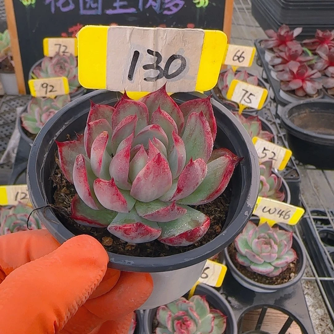 奶****130 惊鸿仙子多肉