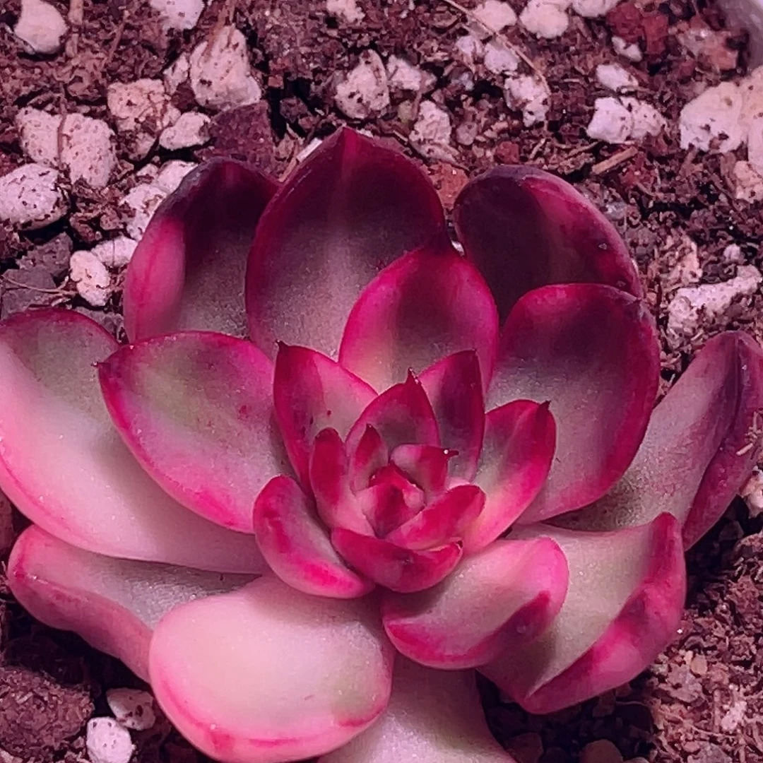 尚品园艺福利锦头盖8216