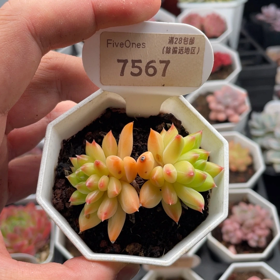 甲骨文7567-6厘米