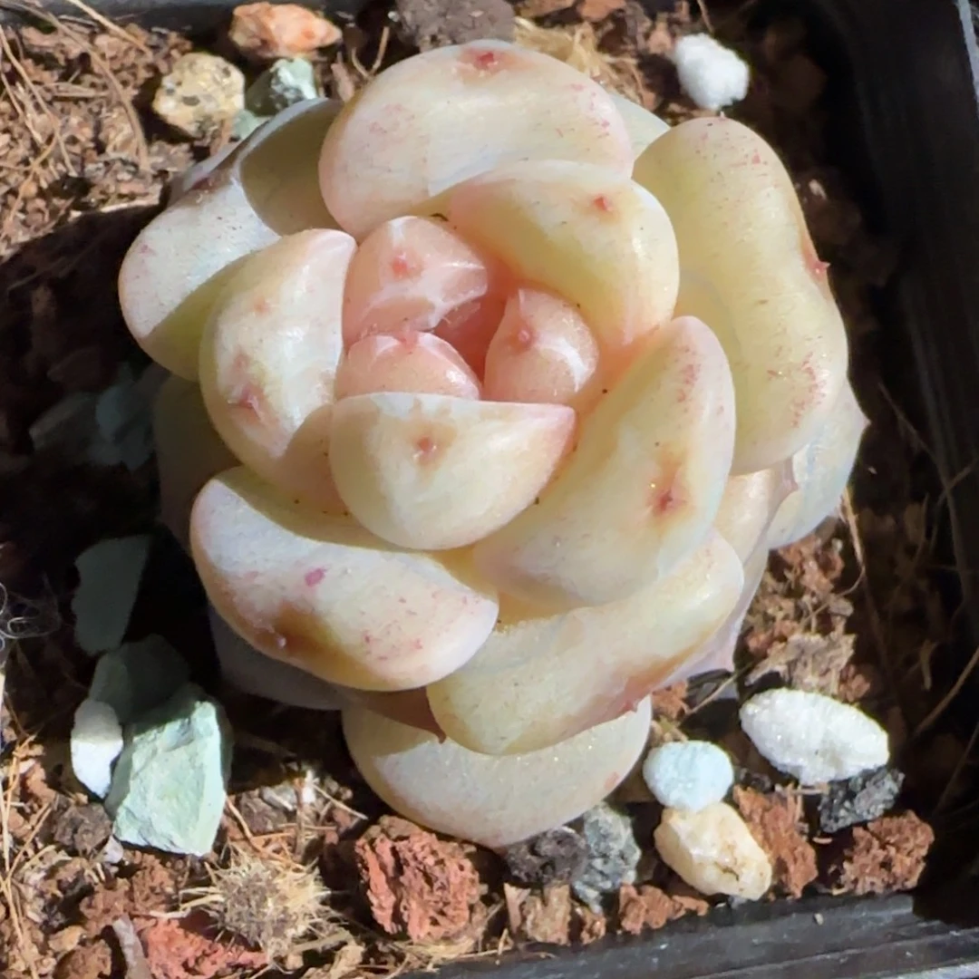 小卡拉米糖心一物一拍