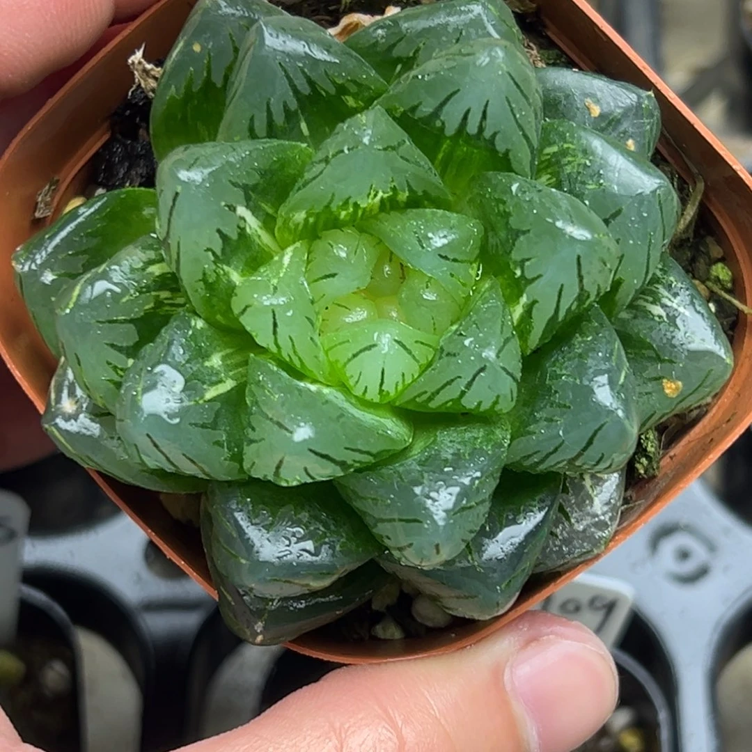 112巨大化龙鳞玉露锦一物一拍