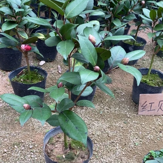 当前无花栽培后可以开花