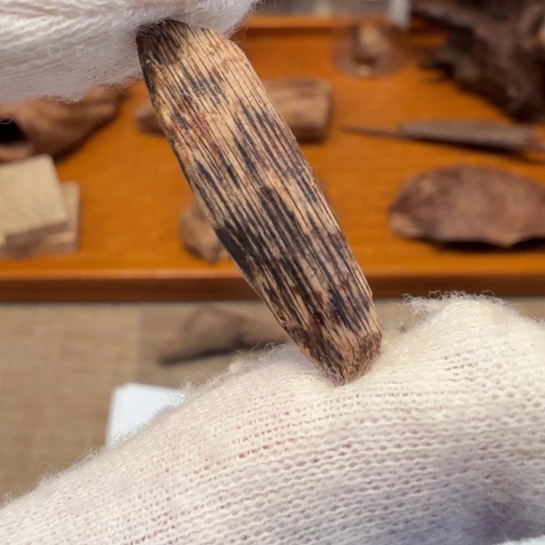 沉香斯里兰卡瓜子