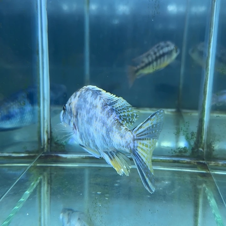 鱼***馆海水鱼47号1111111111