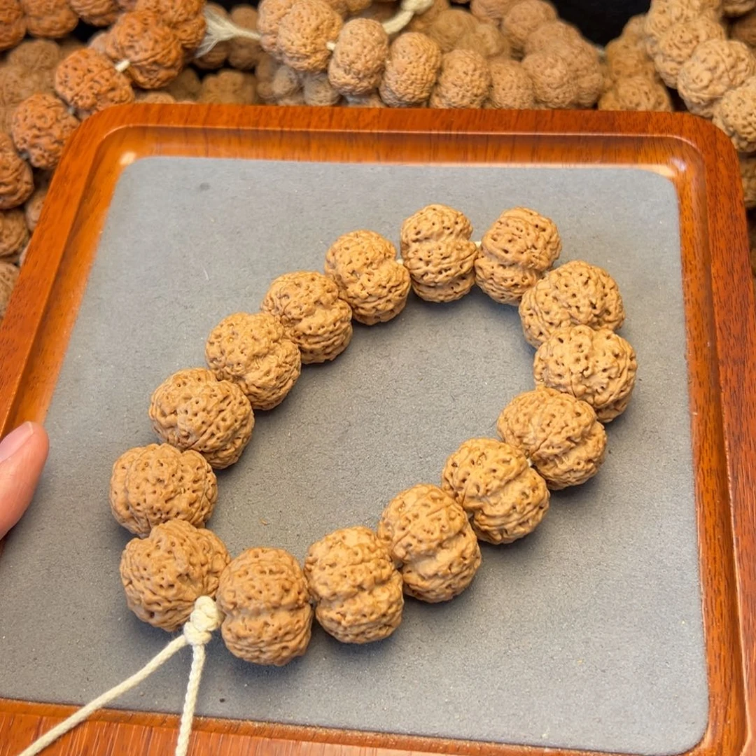 菩提5号尼泊尔大金刚24粗筋梅花五龙