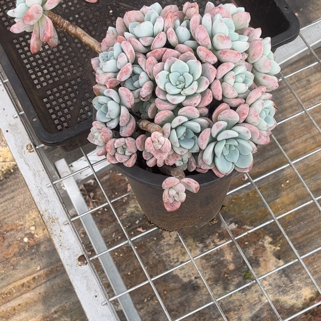 H**e冷香一颗包邮发货