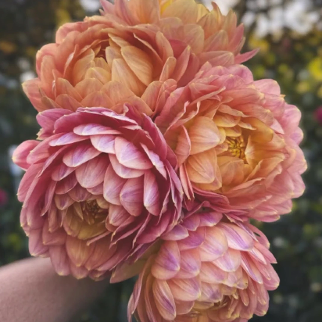 【兰乔】大丽花重瓣大花型精品进口整坨球